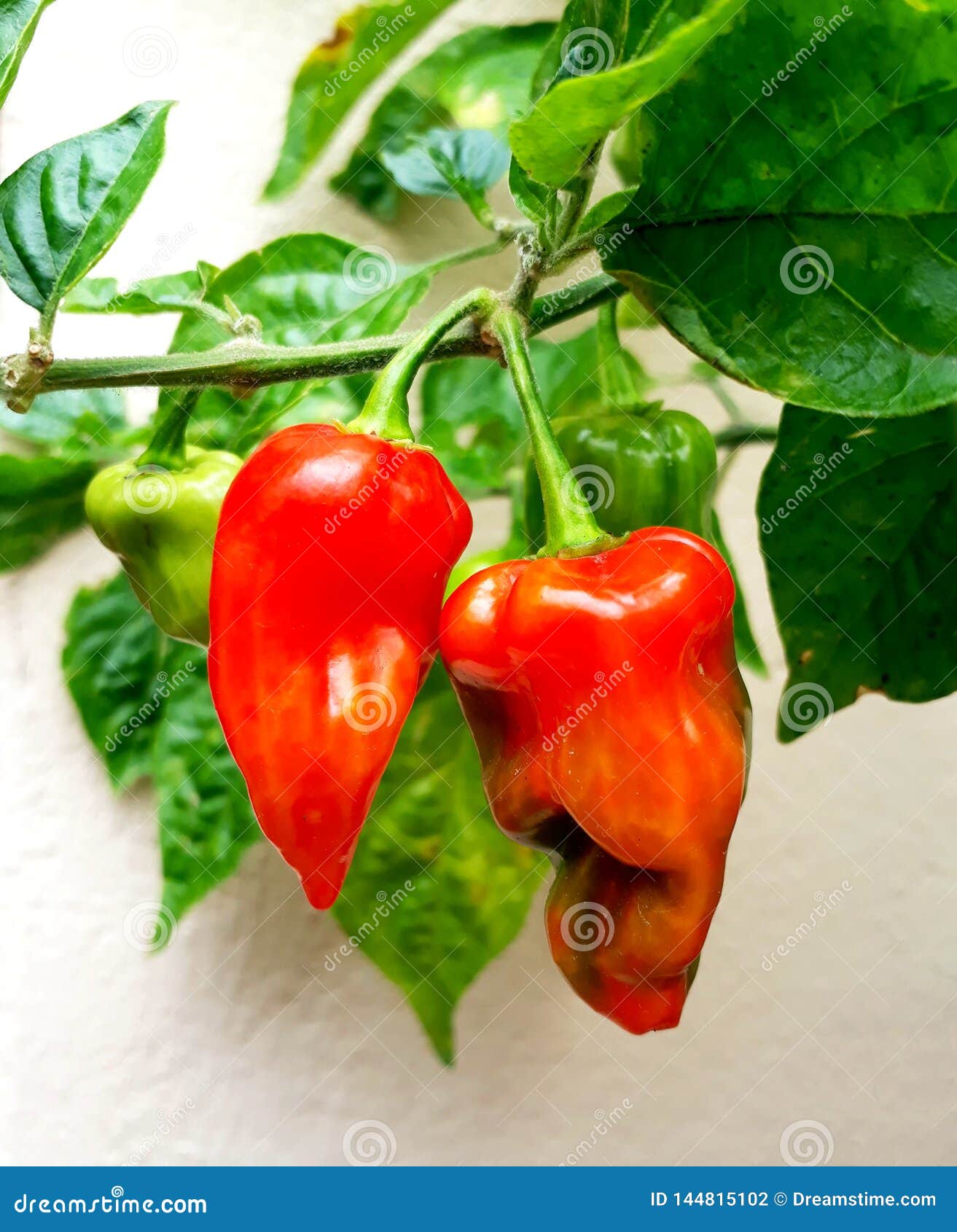 what do ghost peppers look like when ripe