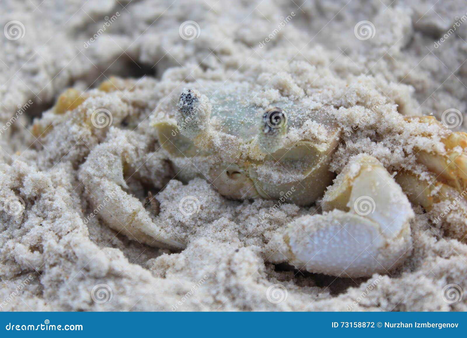 Ghost crab stock photo. Image of eyes, outdoor, legs 73158872