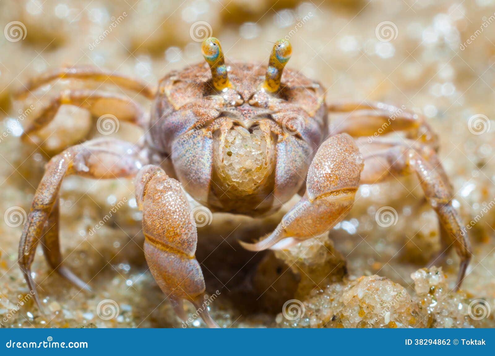 Ghost Crabs (Ocypode Quadrata) Stock Photo Image of legs, indonesia