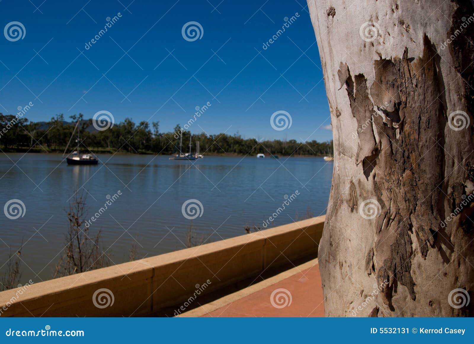 Ghost Gum on Fitzroy River stock image. Image of beautiful 5532131