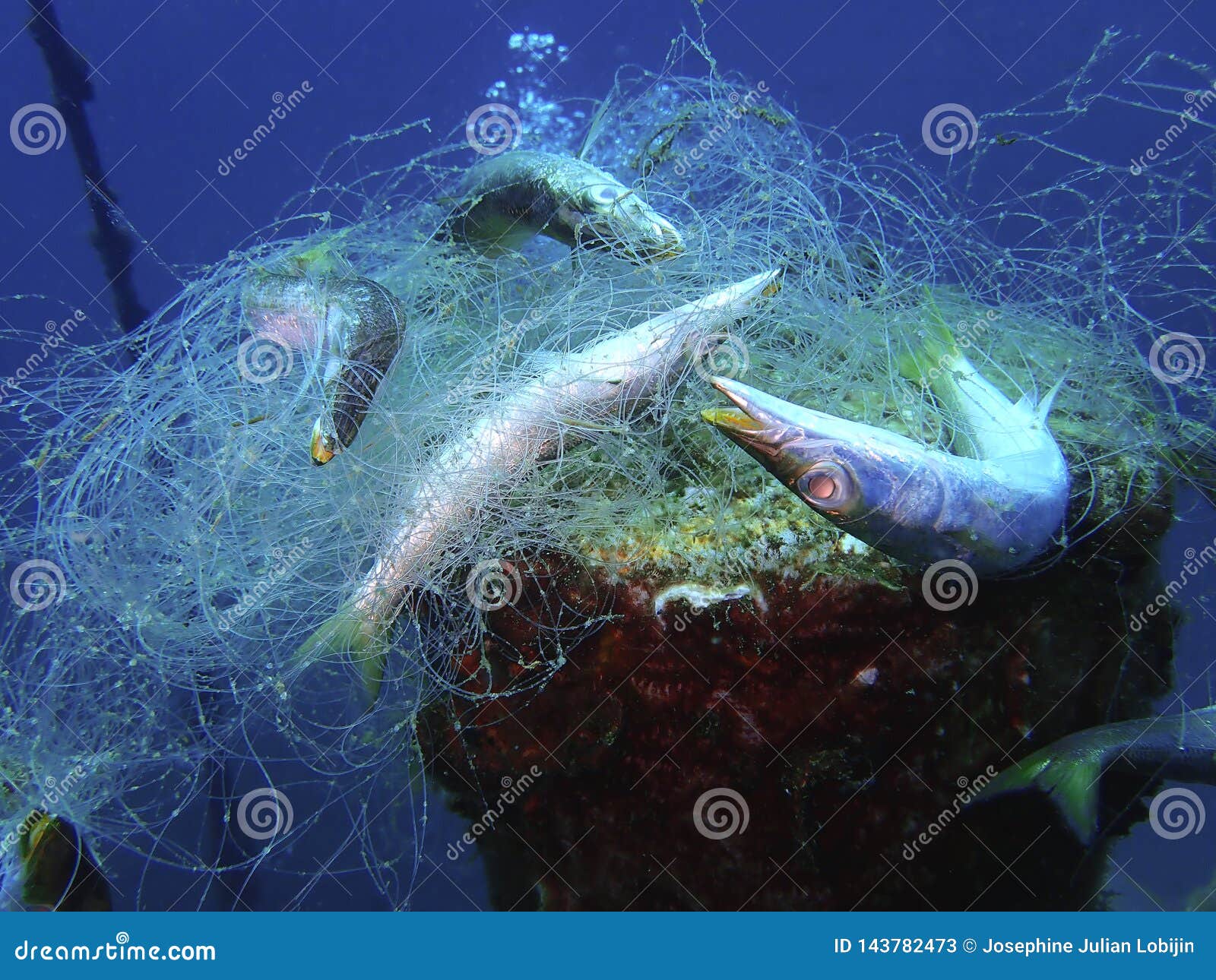 Ghost Nets are Commercial Fishing Nets that Have Been Lost