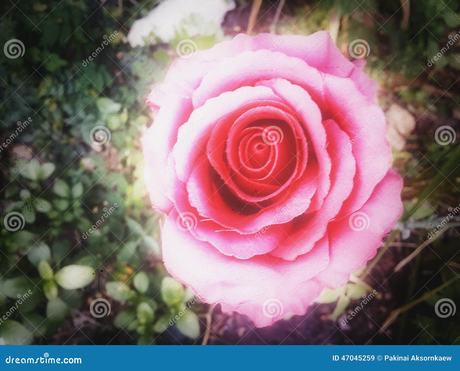 Ghost Roses stock image. Image of dyeing, acropolis, sandstone - 47045259