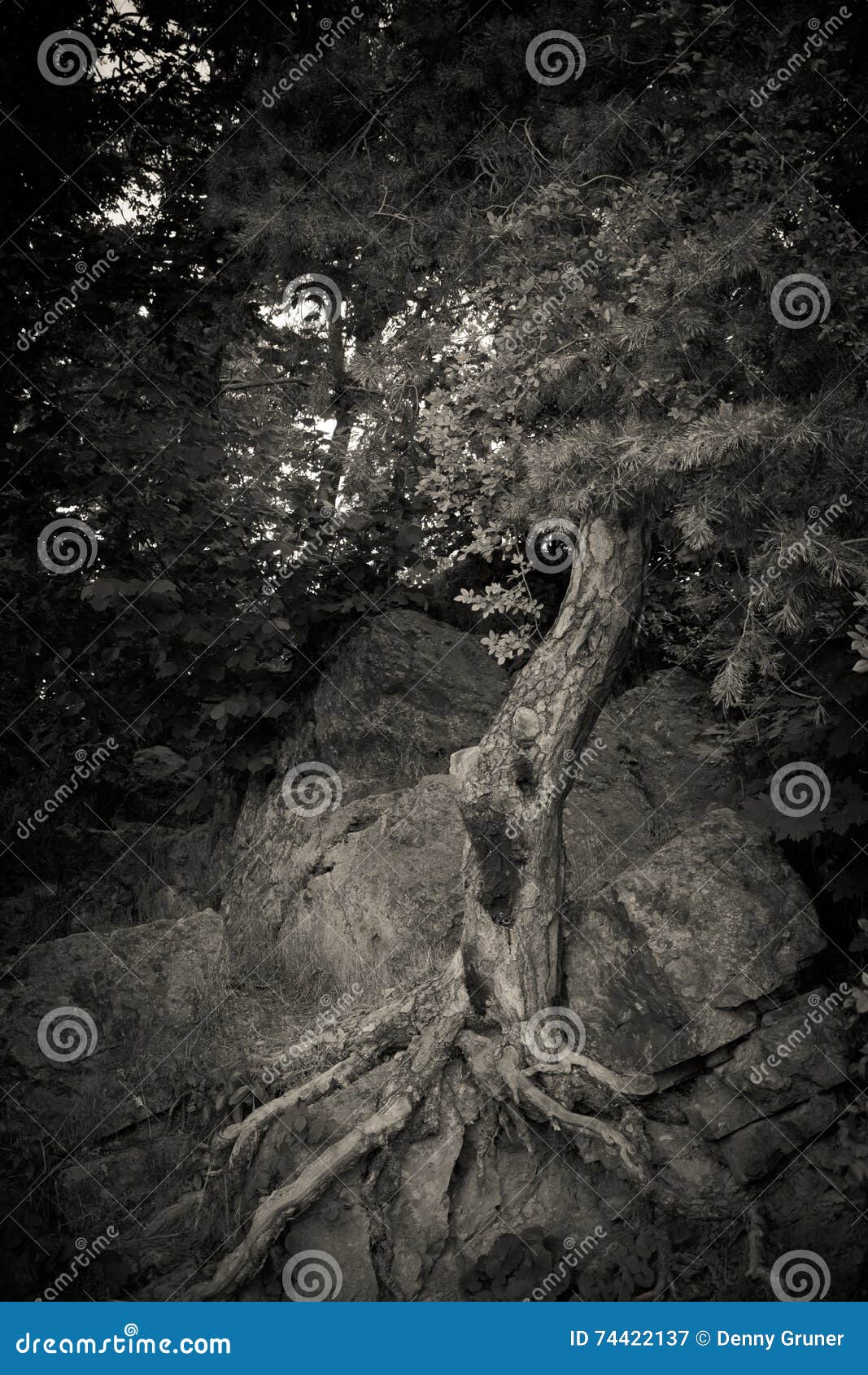 Ghost Tree RoyaltyFree Stock Photography 43618307