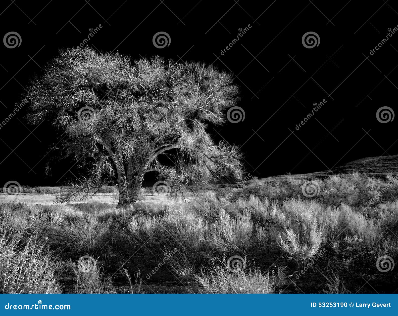 Ghostly tree stock photo. Image of peace, landscape, aspens - 83253190