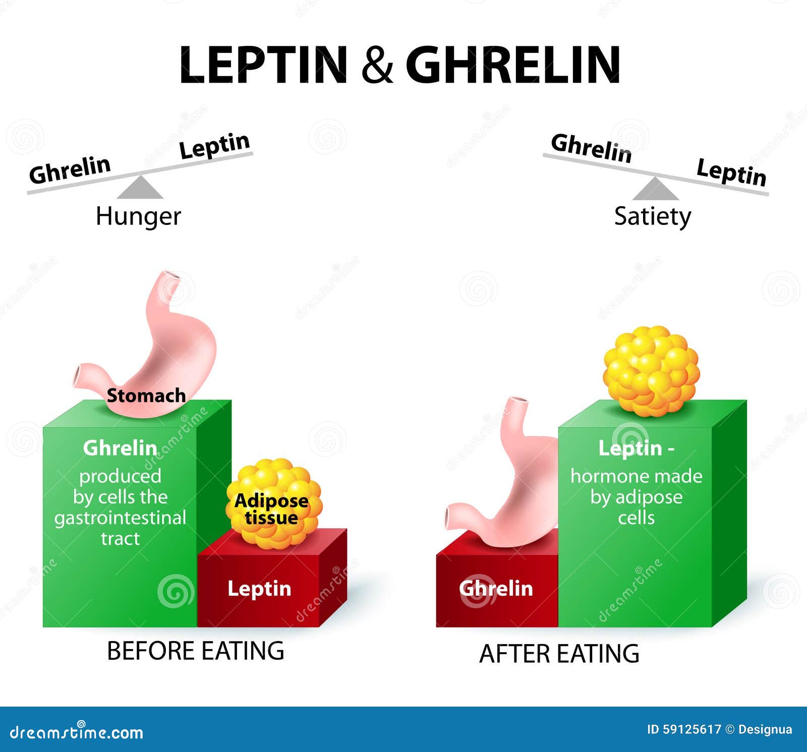 Hunger Hormones Leptin and Ghrelin Hunger Hormones Leptin and Ghrelin