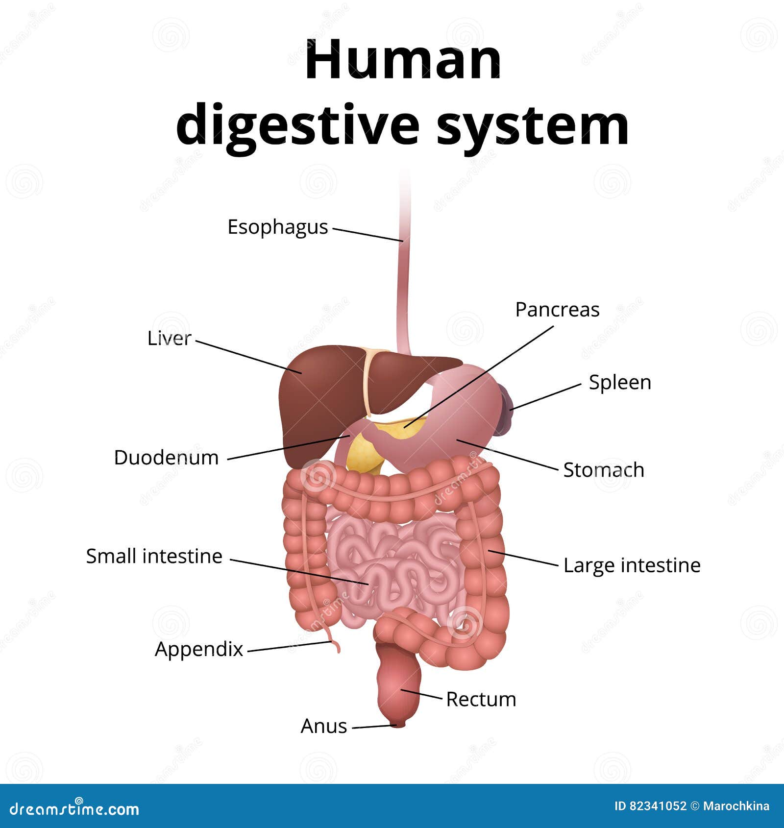 Gi tract - Essay Example February 2020 - schomeworklytf ...