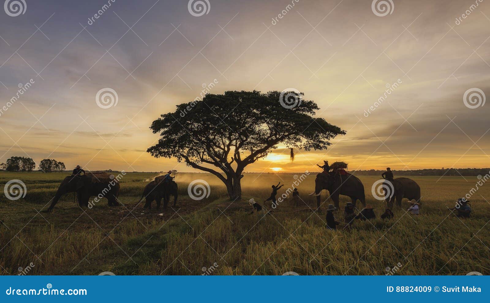 Giacimento del riso del raccolto. Il raccolto asiatico dell'agricoltore della gente del giacimento del riso nella stagione del raccolto con l'elefante e l'agricoltore raccoglie il riso nel fondo del cielo di luce solare del campo, bella luce dalla luce solare