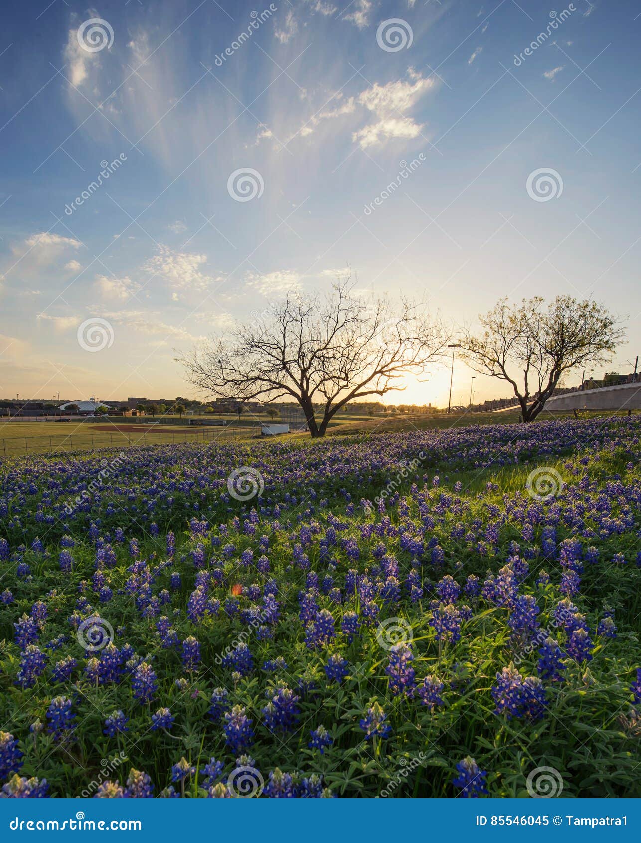 Giacimento di fiori del Bluebonnet a Irving, il Texas