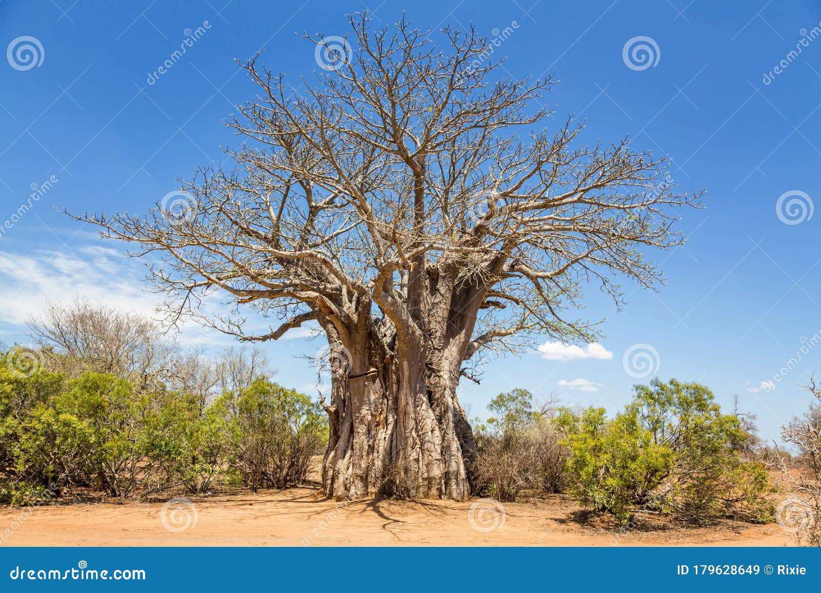 african baobab tree