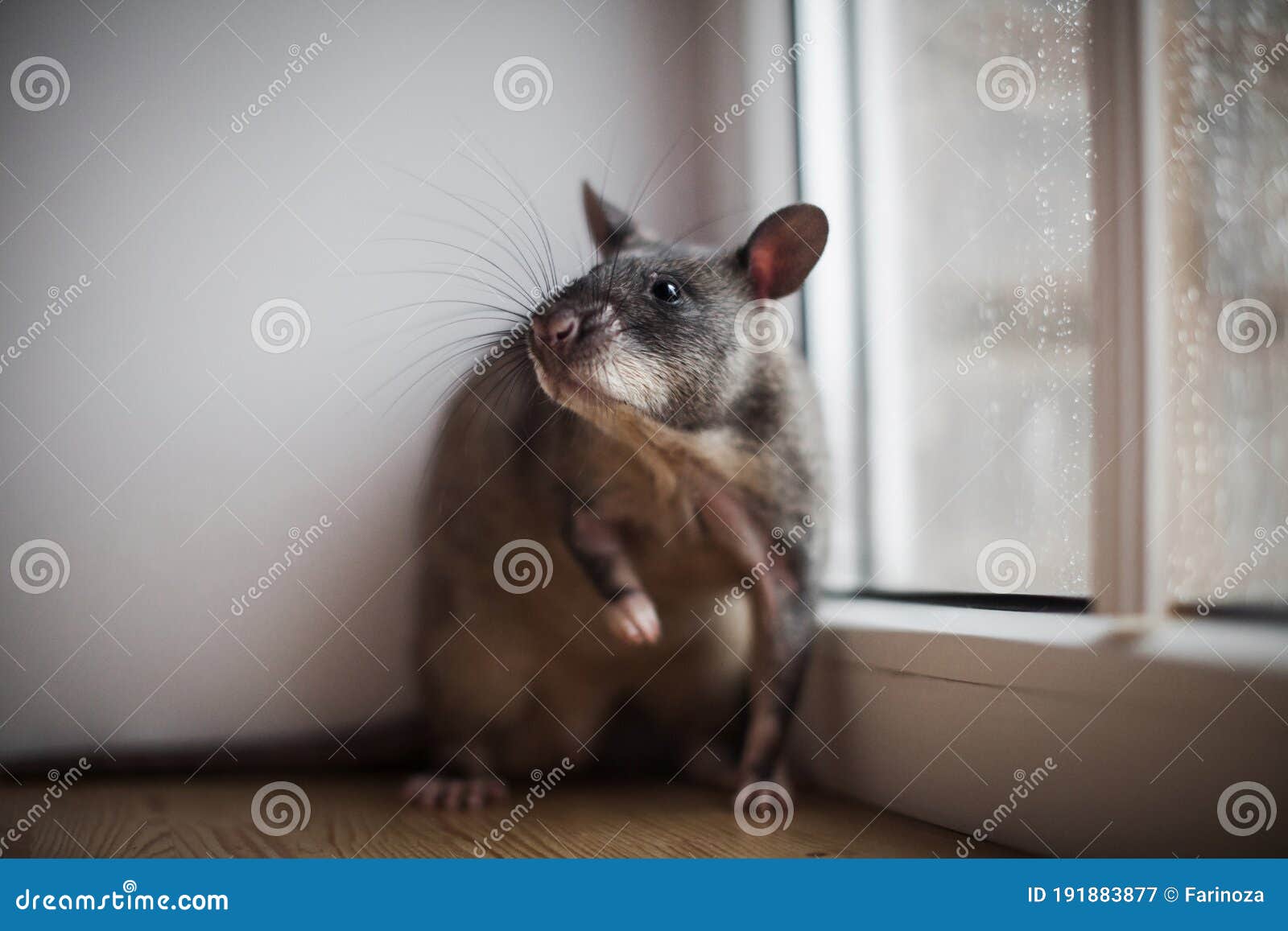 giant african pouched rat in front of window