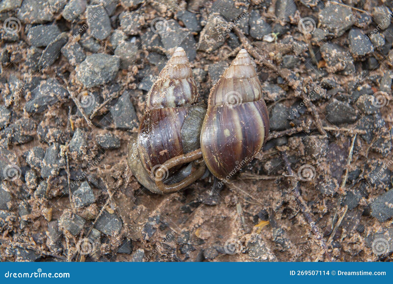 giant african snail (achatina fulica) mating. intersexual species