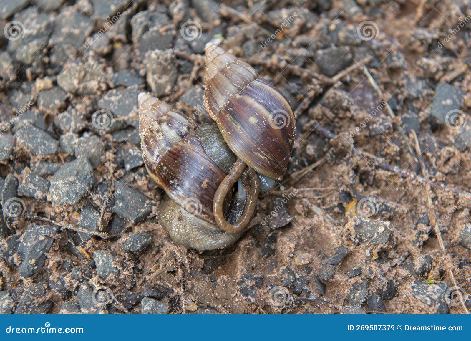 giant african snail (achatina fulica) mating. intersexual species