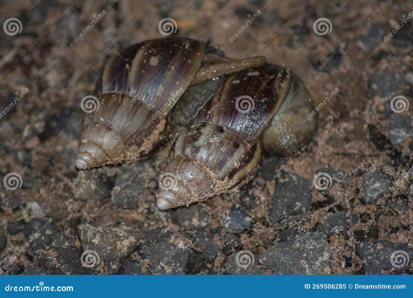 giant african snail (achatina fulica) mating. intersexual species