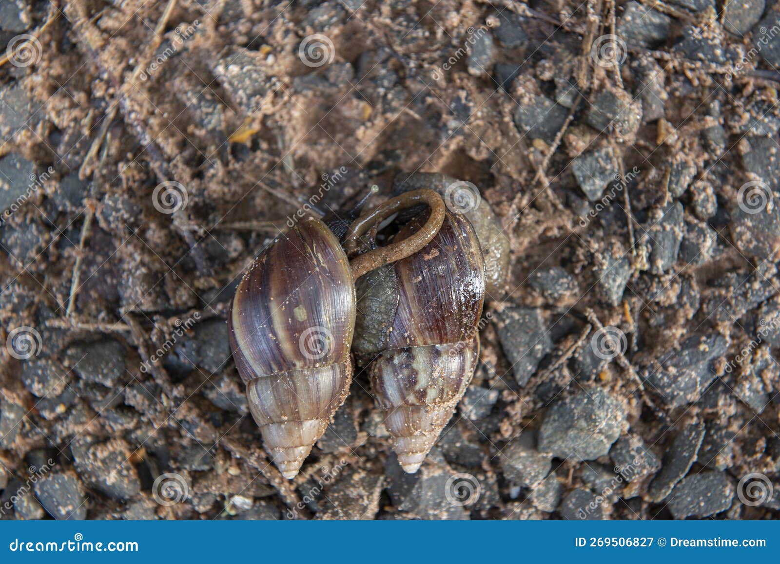 giant african snail (achatina fulica) mating. intersexual species