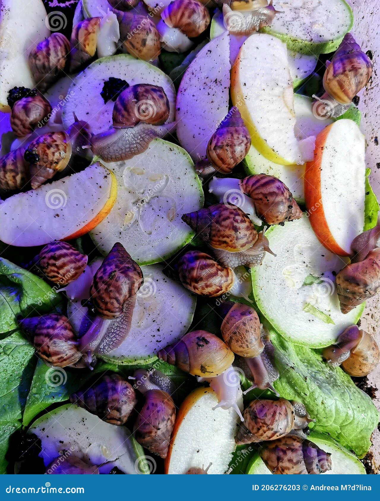 Giant African Snails Pets Babies Stock Image Image of snails, giant