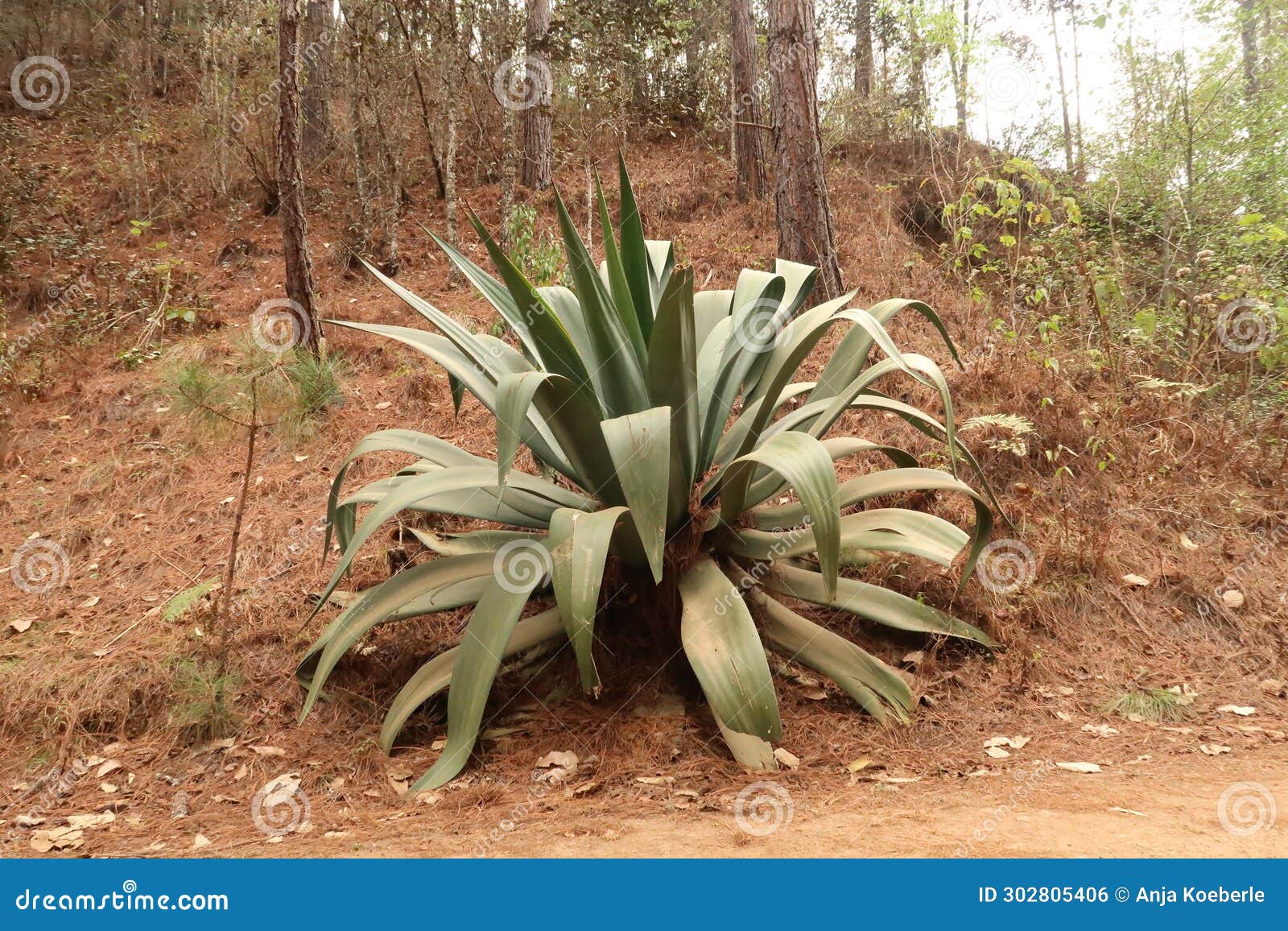 giant agave plant next to the road on a hike from san josÃ© del pacifico to san mateo rio hondo, oaxaca, mexico