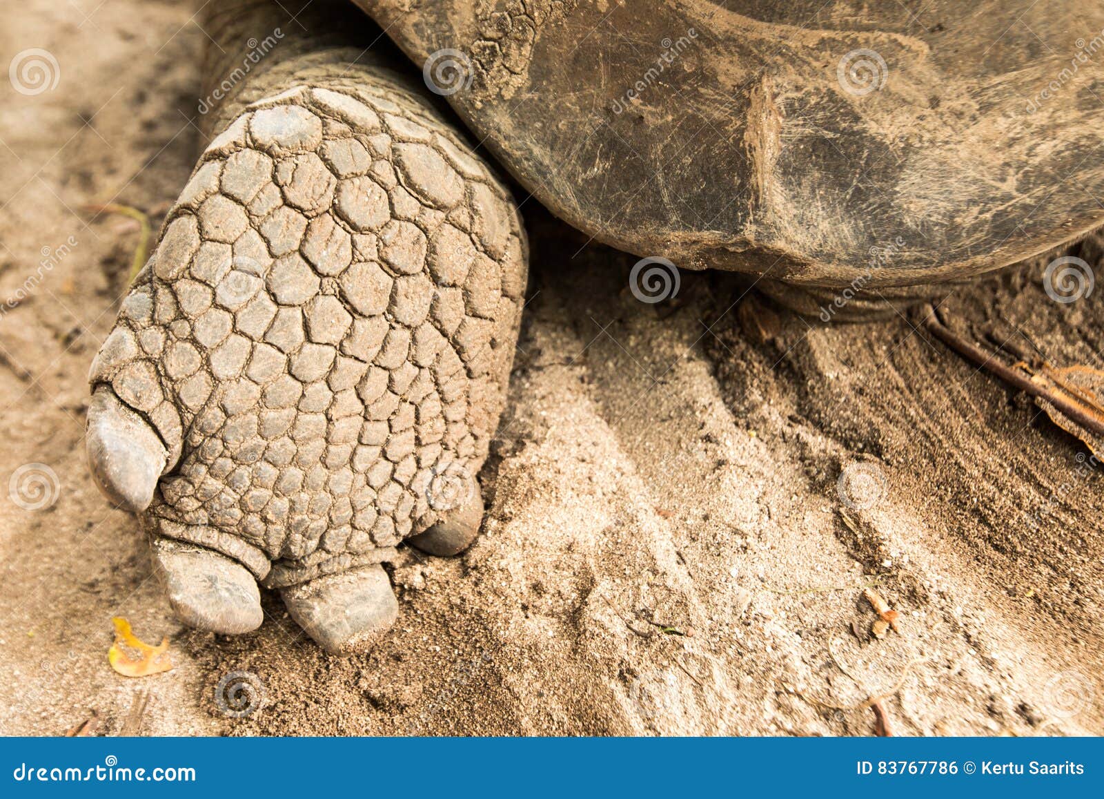 giant aldabra tortoise on an island in seychelles.