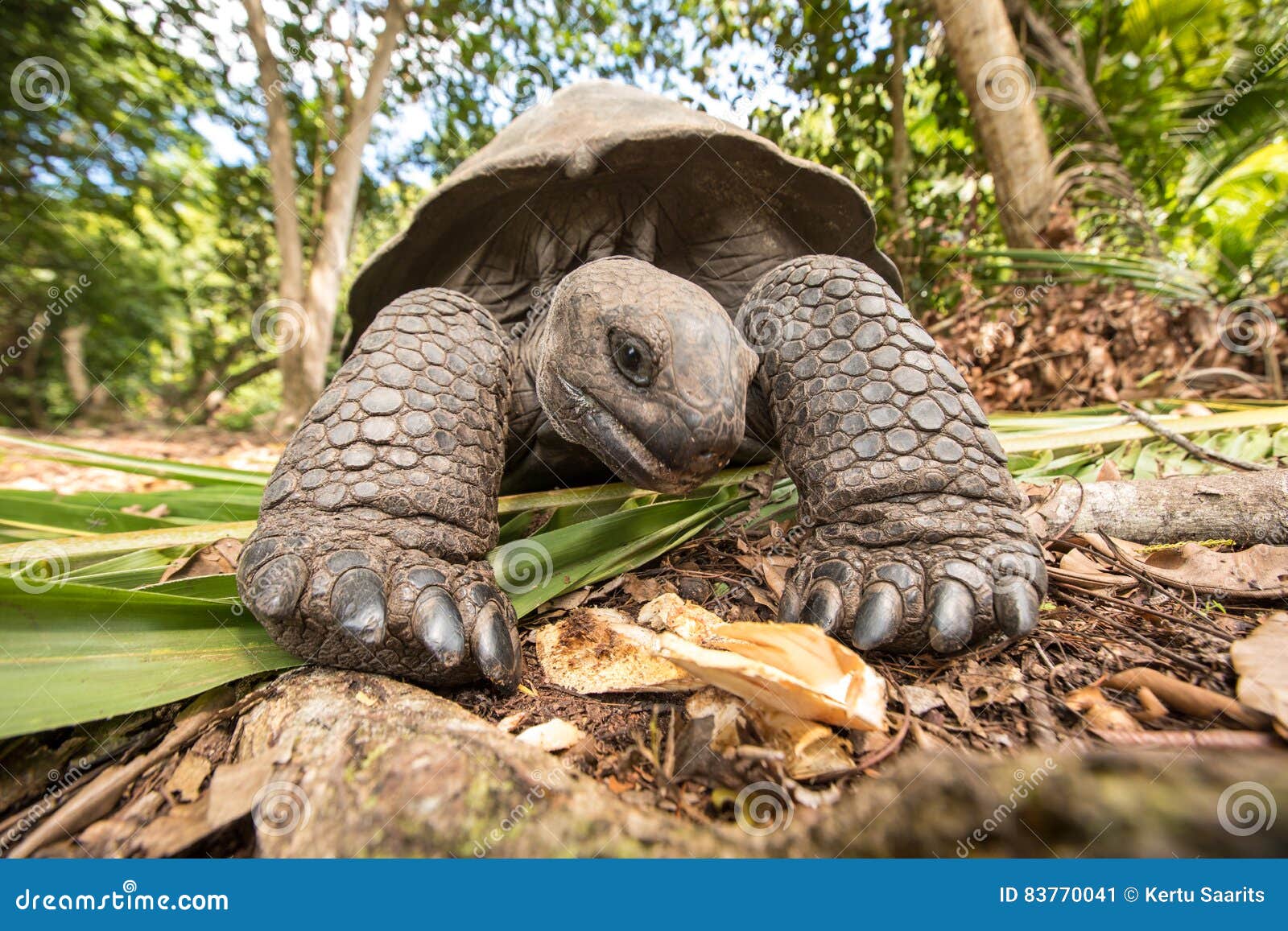 giant aldabra tortoise on an island in seychelles.