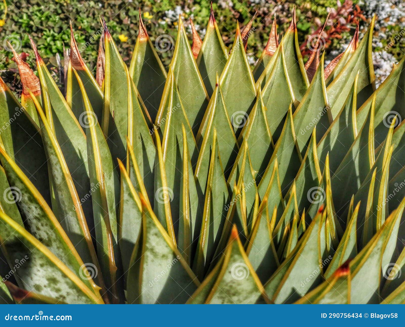 Giant Aloe Plant Sunny Day Abstract Background Stock Photo - Image of