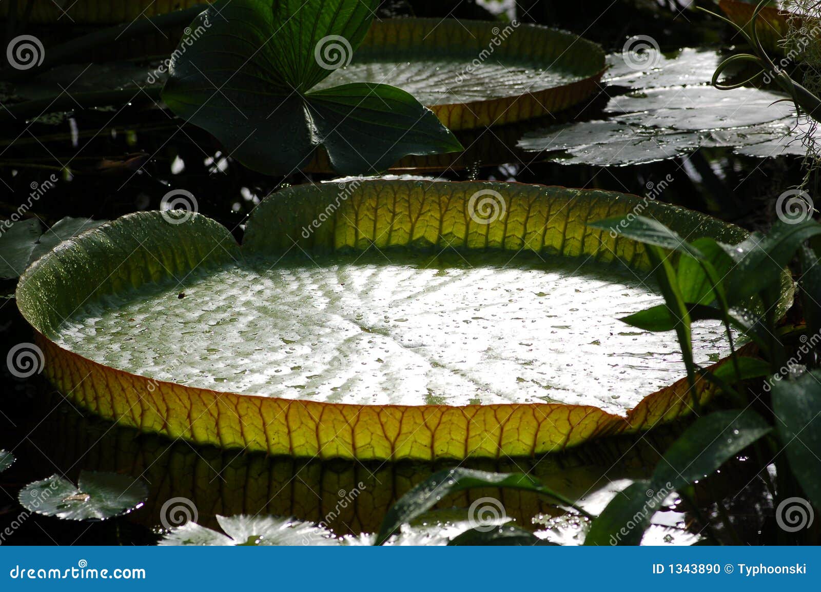 Giant Amazon water lily stock photo. Image of amazonian 1343890