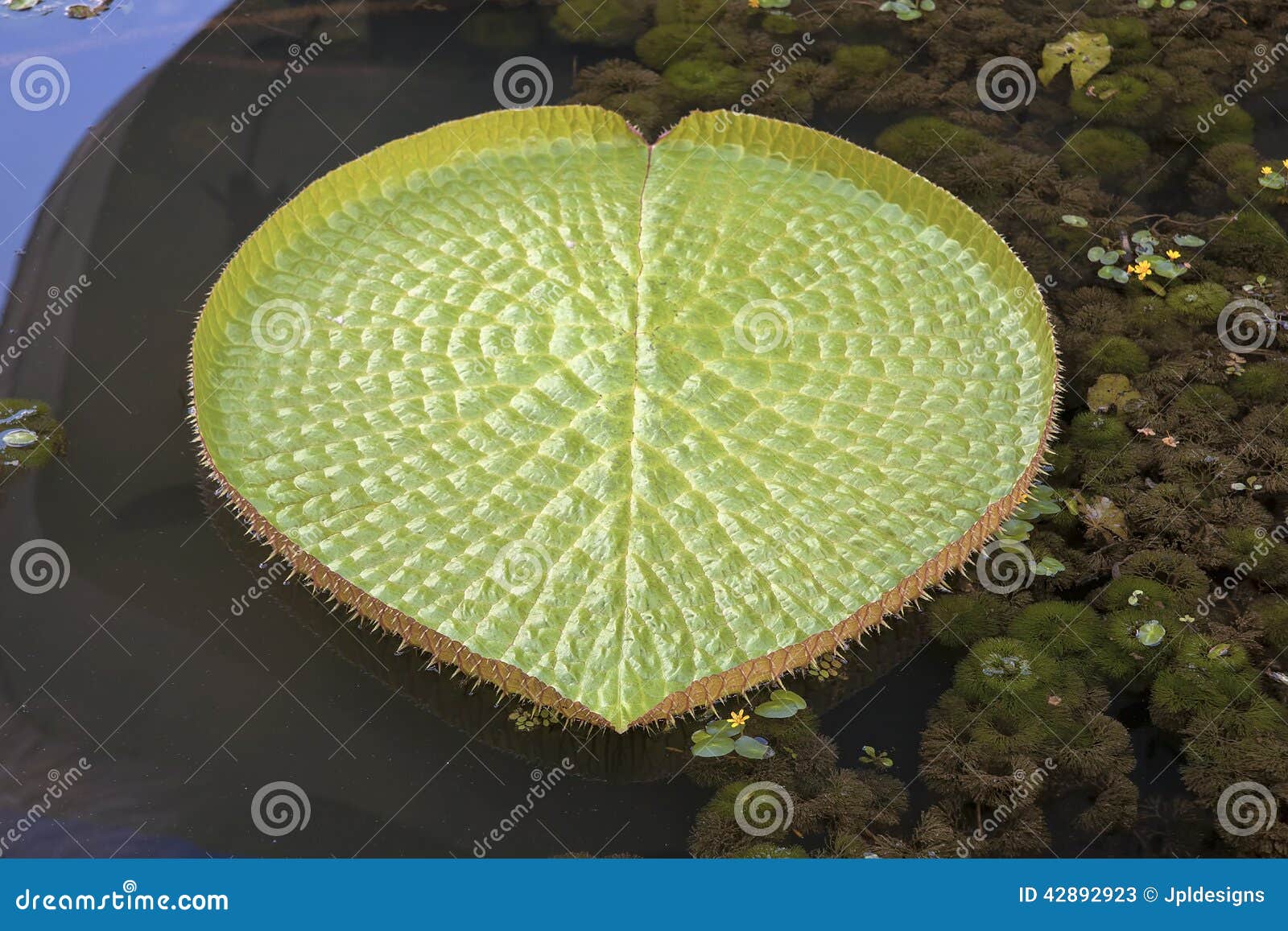 giant amazonian water lily pads closeup