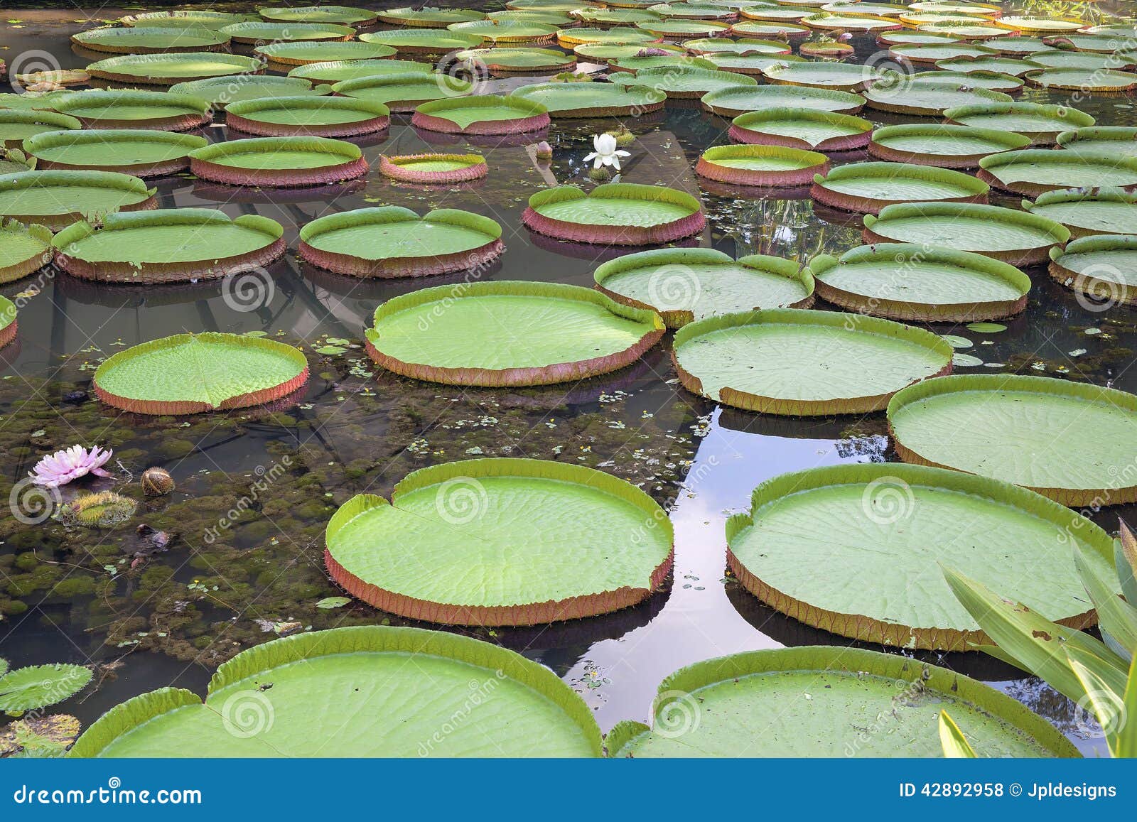 giant amazonian water lily pads