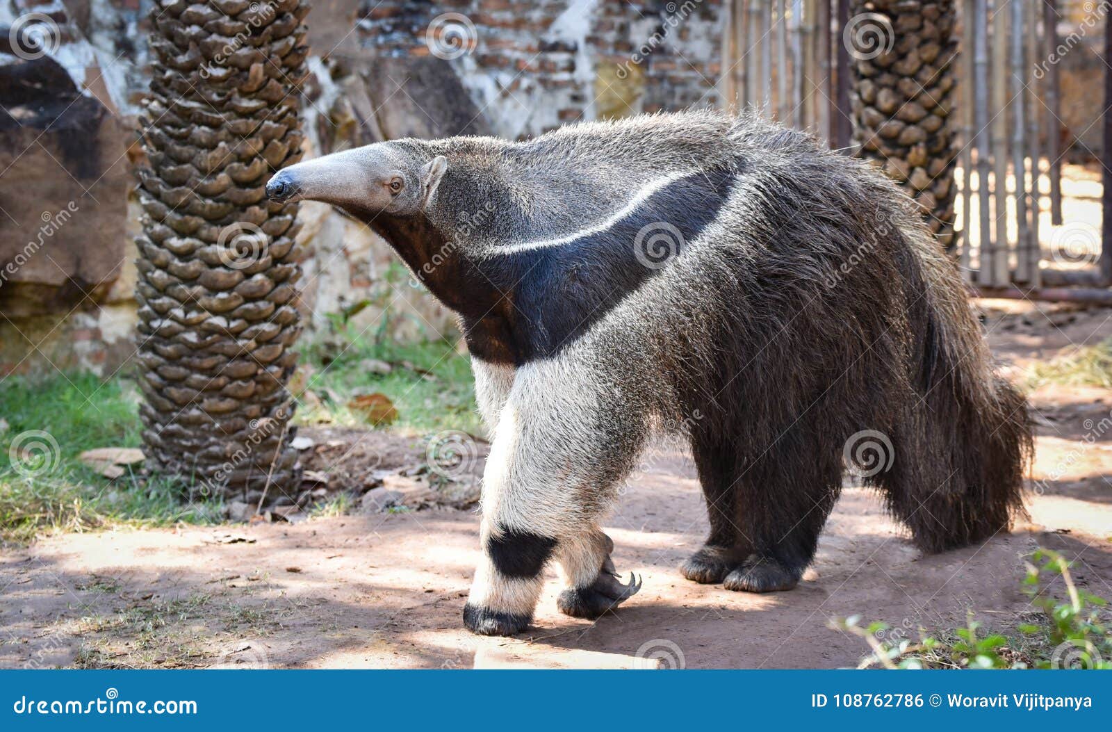 Giant Anteater Hug Pose Stock Photo 1122199469