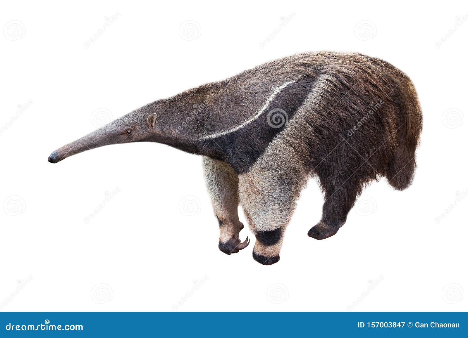 Giant Anteater Isolated on White Background Stock Image - Image of mammal,  nose: 157003847