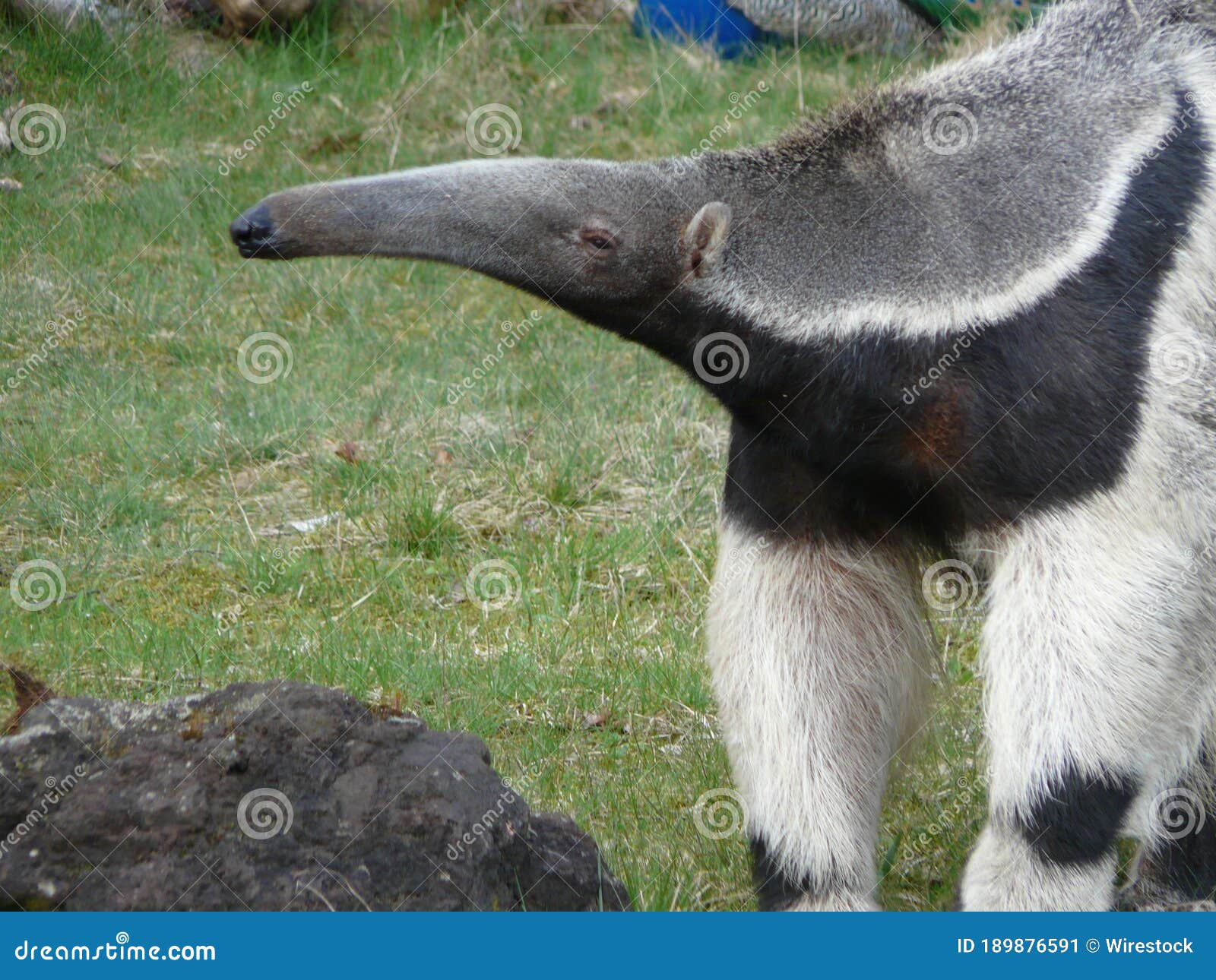Giant Anteater with Long Nose and Patterns in the Zoo Stock Image - Image of exotic, wild: 189876591 Giant Anteater with Long Nose and Patterns in the Zoo Stock Image - Image of exotic, wild: 189876591