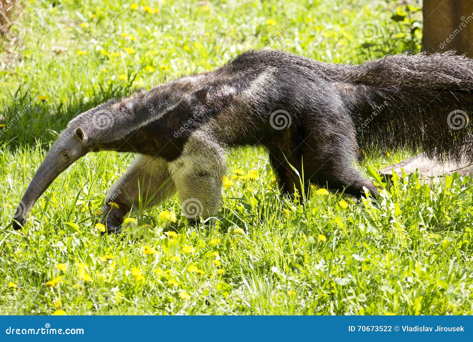 giant anteater, myrmecophaga tridactyla, inhabits the llanos, feeds mainly termites