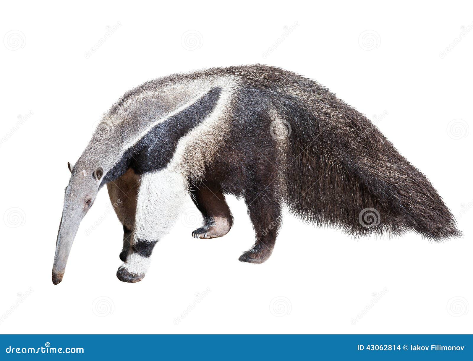 663 Giant Anteater Stock Photos - Free & Royalty-Free Stock Photos from  Dreamstime