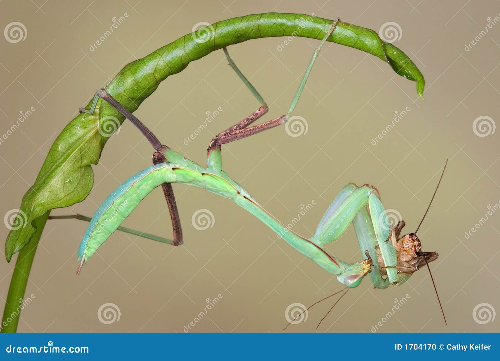 Giant Asian Mantis Eating Cricket Stock Photo Image of praying, giant 1704170