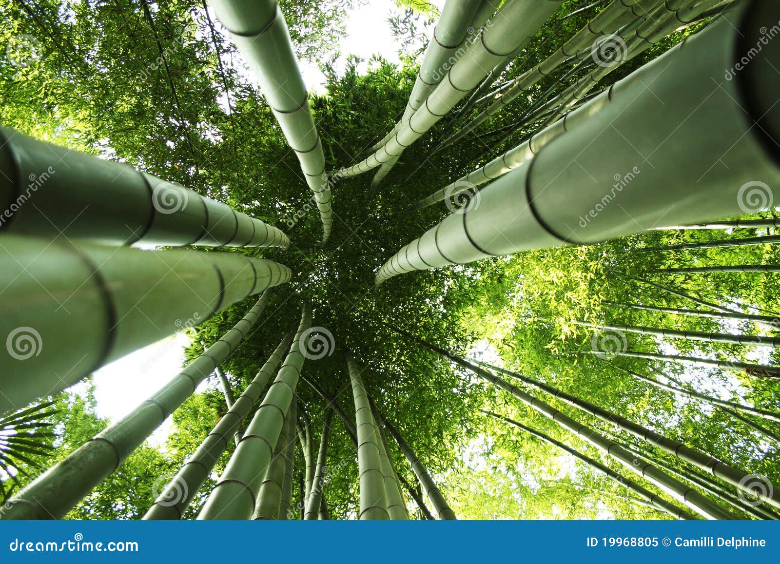 Giant bamboo stock image. Image of foliage, decorative 19968805