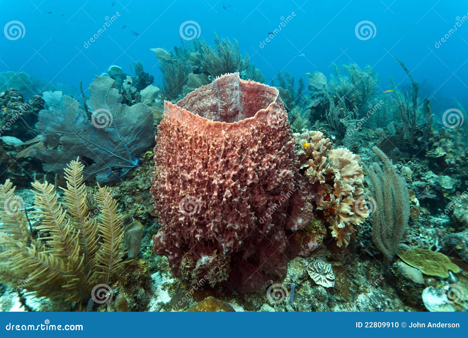giant barrel sponge xestospongia muta