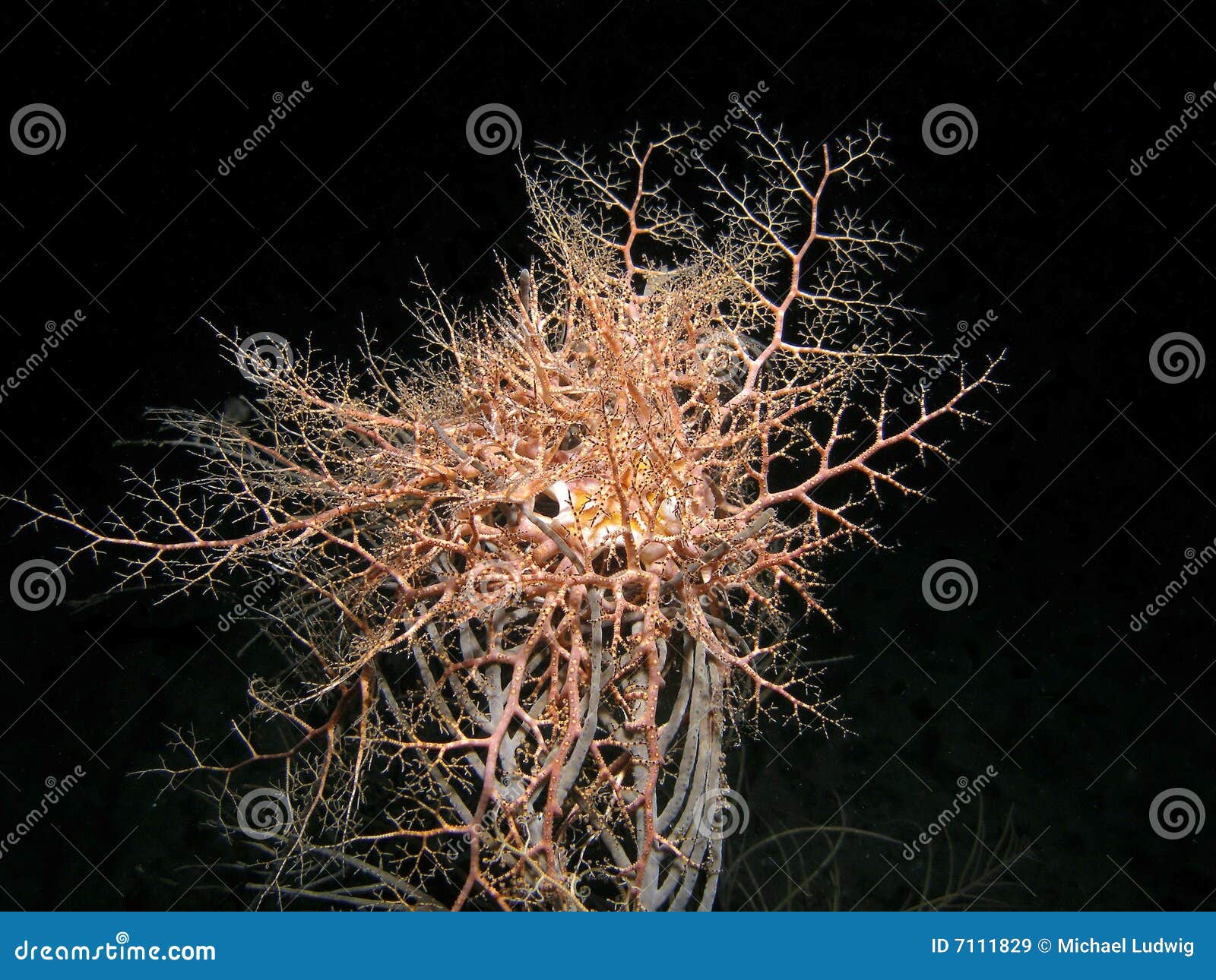 Giant Basket Star RoyaltyFree Stock Photography 7111829