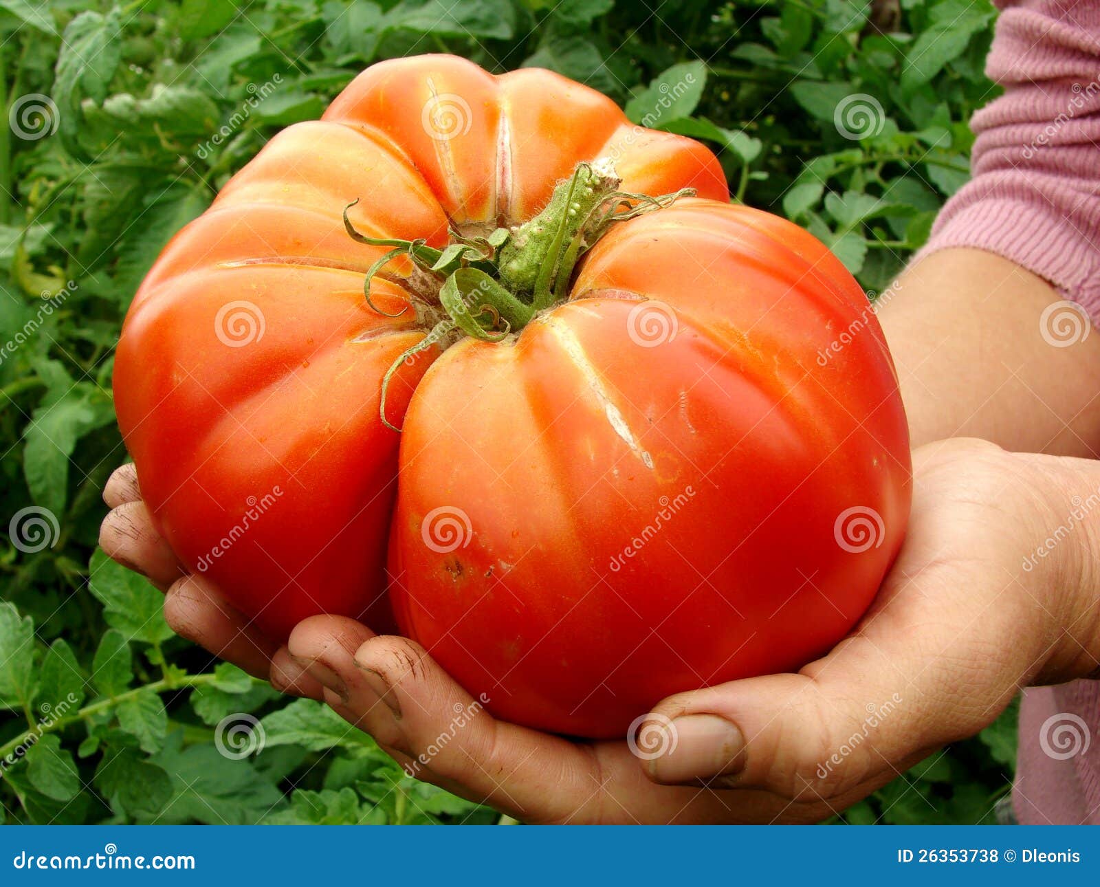 Giant beef tomato stock photo. Image of gardening, patch 26353738
