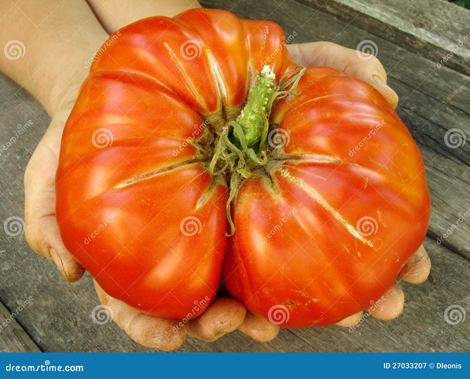 Giant beef tomato stock image. Image of farmer, ingredient 27033207