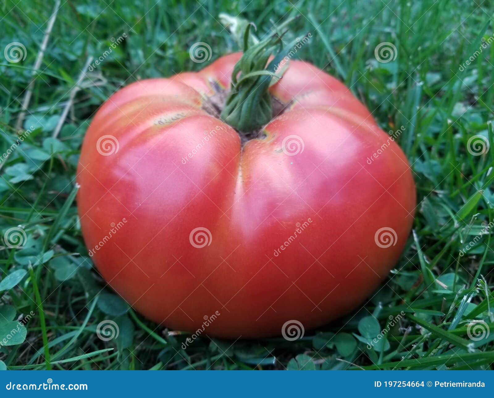 Giant beefsteak tomato stock photo. Image of food, leaf 197254664