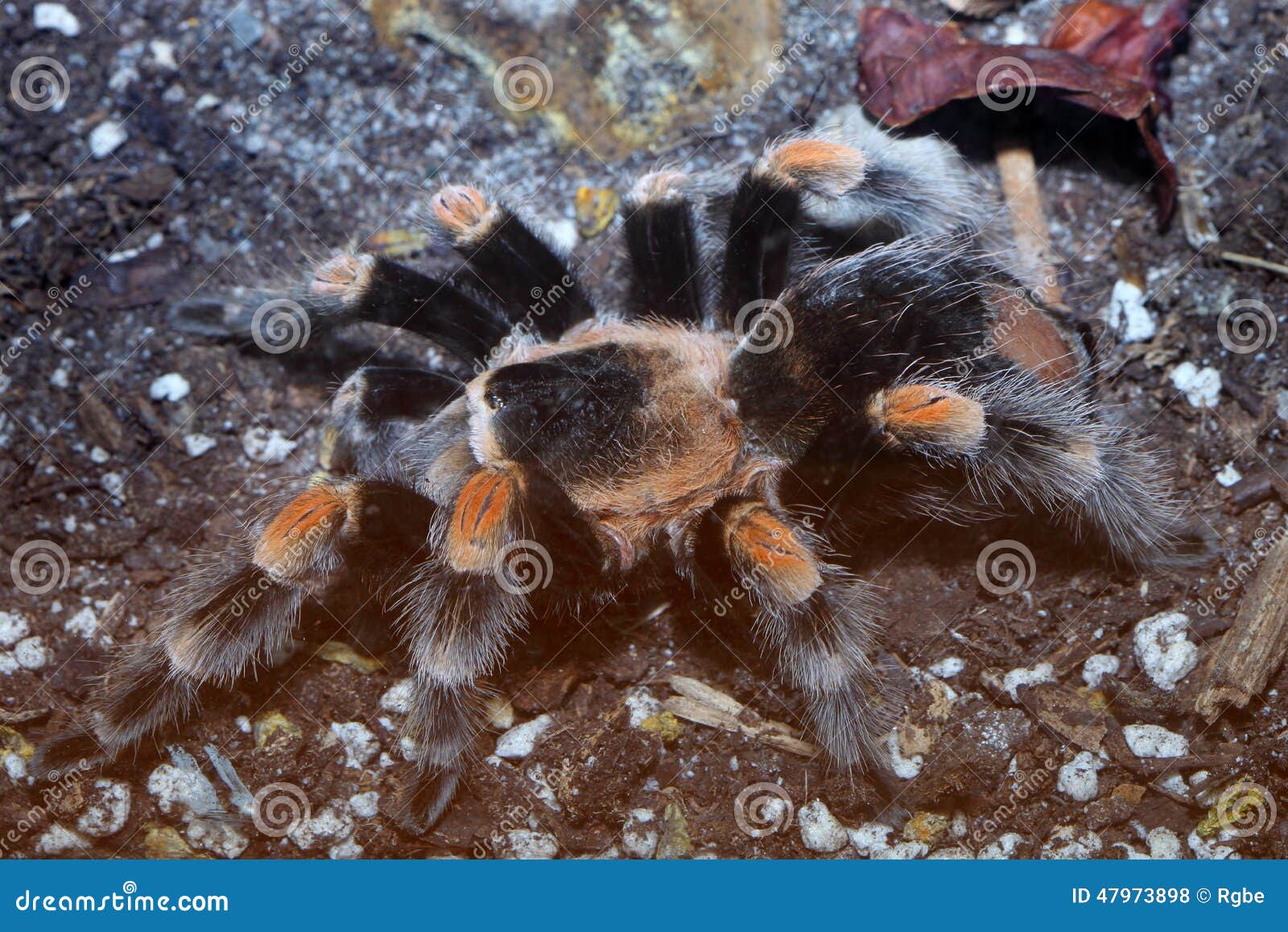 Bird Eating Spider Stock Images - Download 167 Royalty Free Photos