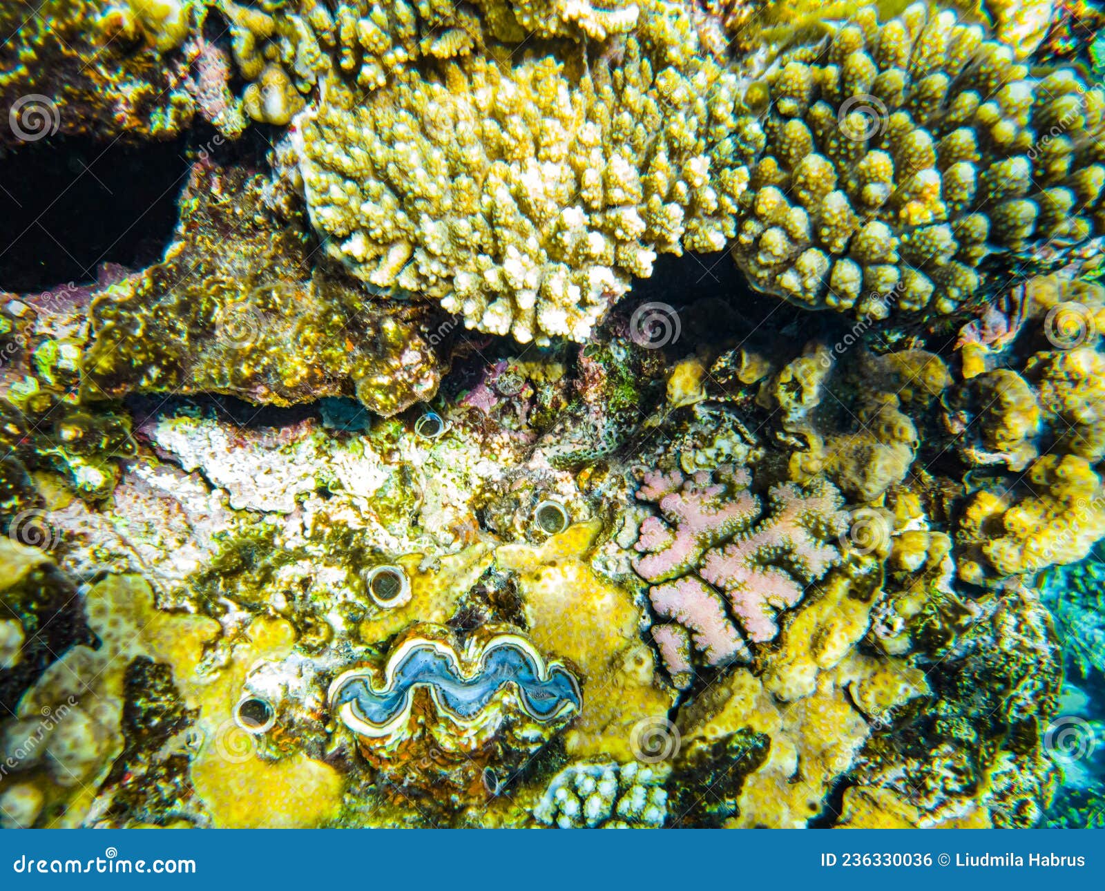 Giant Blue Clams in Coral in the Red Sea Stock Photo Image of