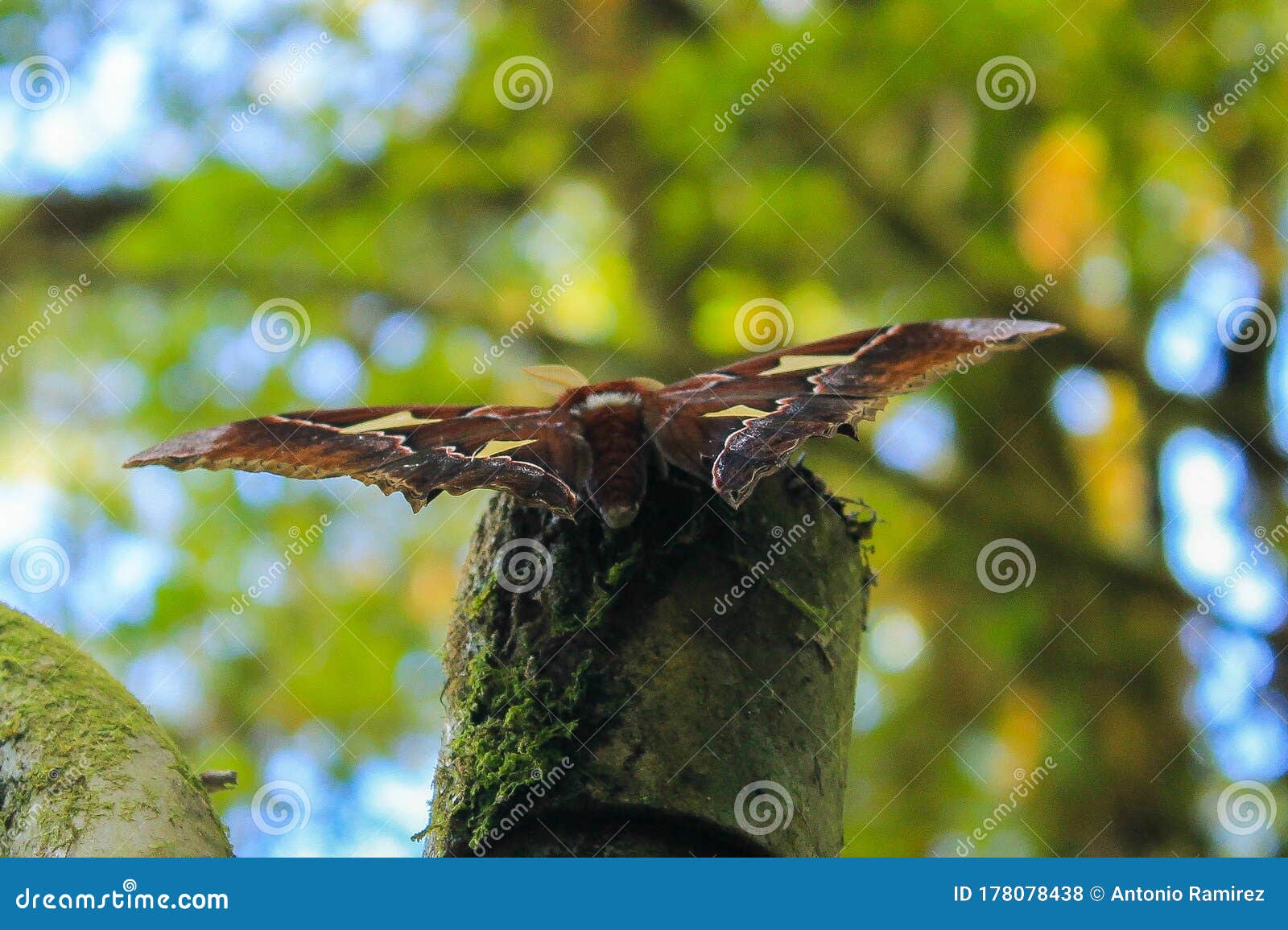 Giant brown moth on a post stock photo. Image of giant 178078438