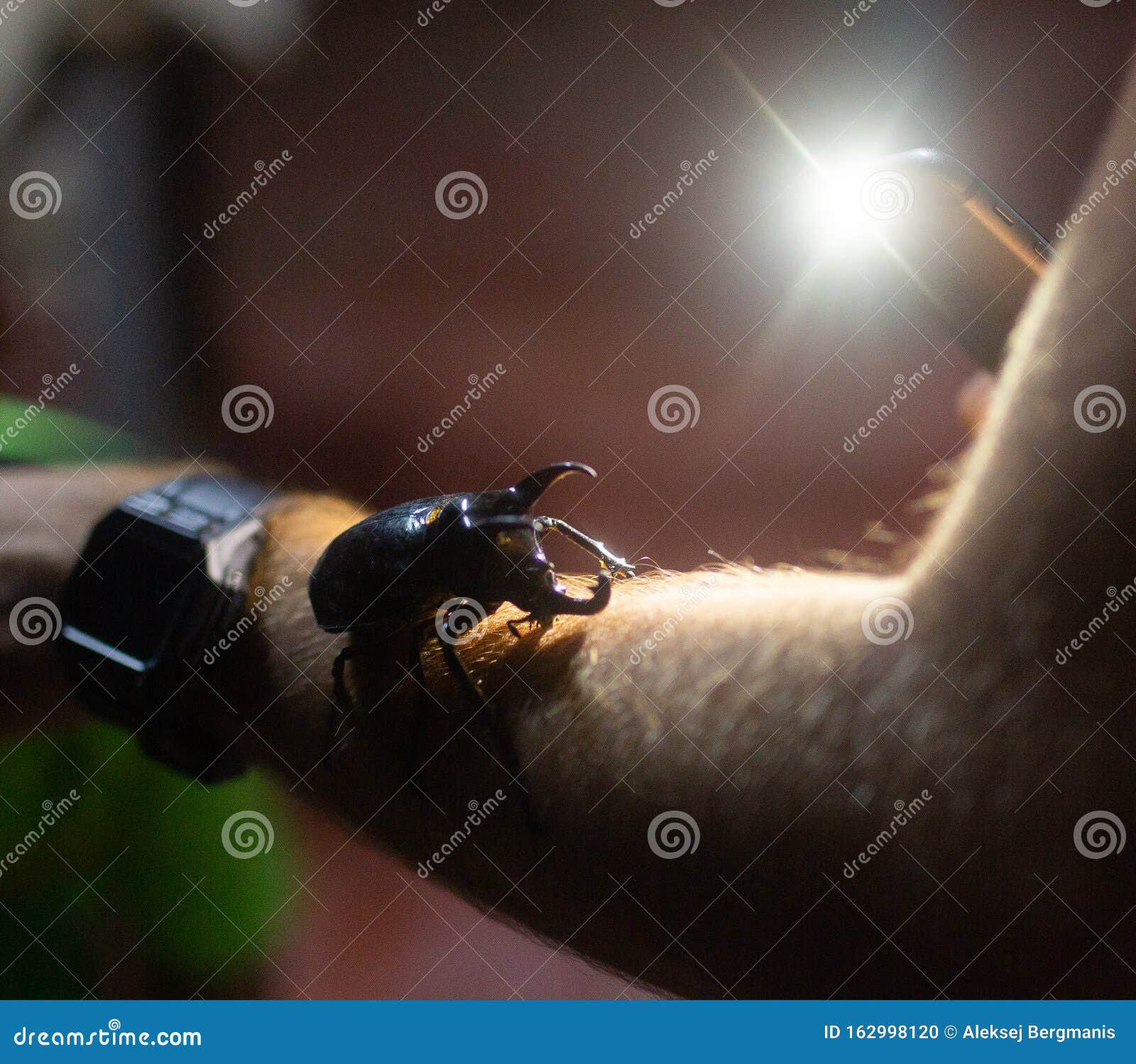 giant bug atlas black beetle on the mans hand night time