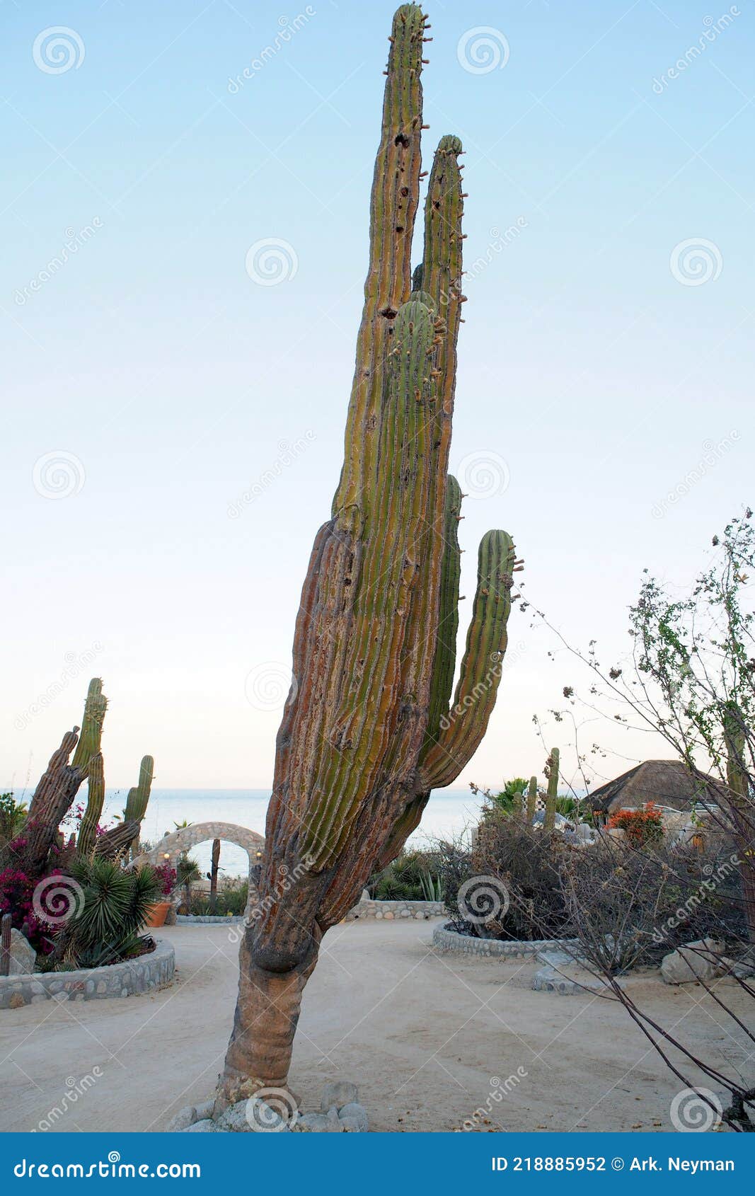 giant cactus tree in the middle of the resort village, el sargento, bcs, mexico