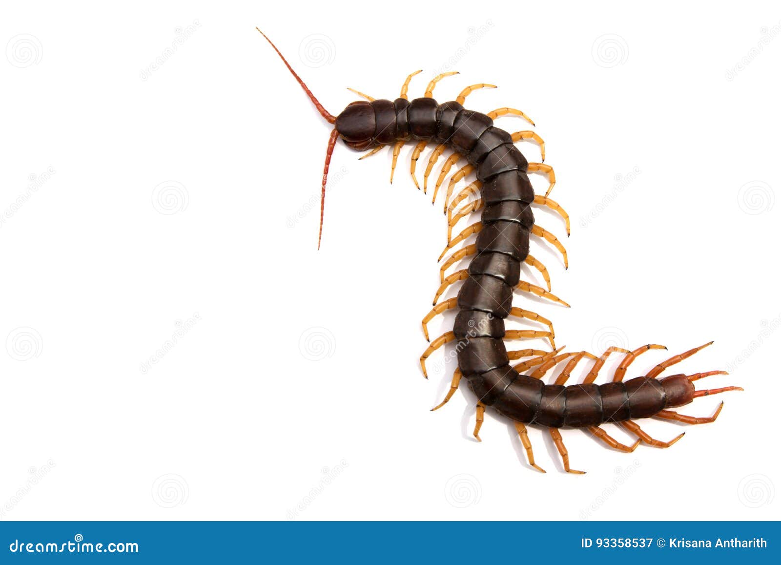 Giant Centipede (Scolopendra Subspinipes) Stock Photography