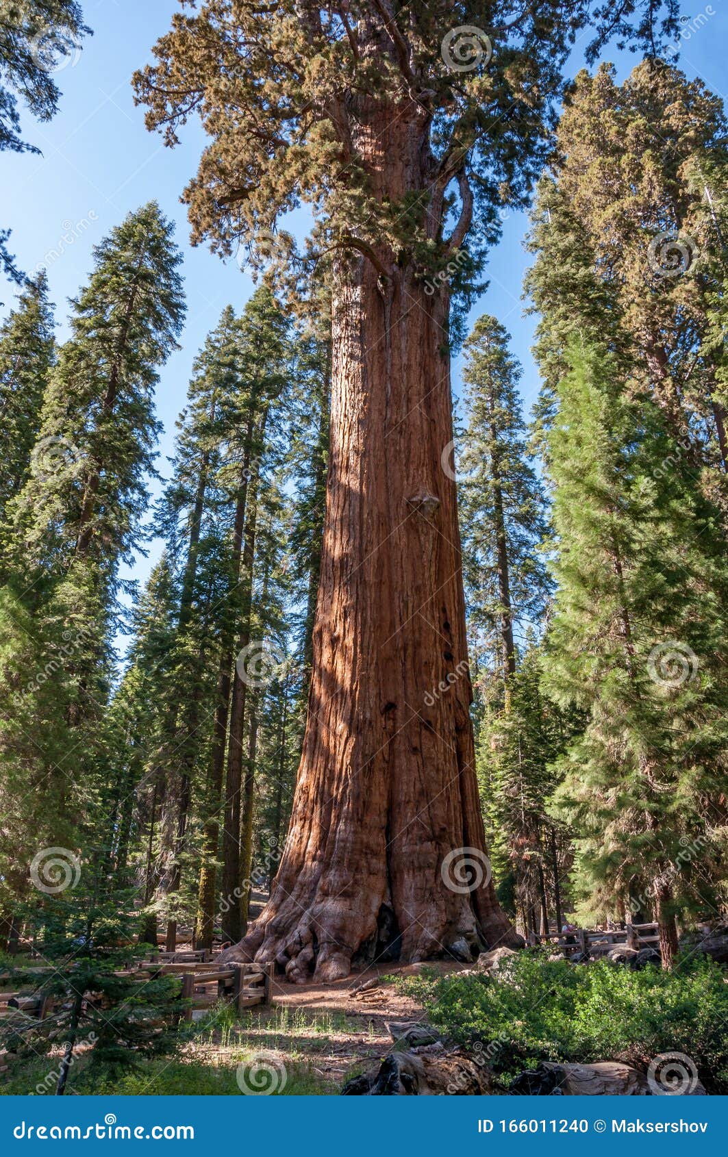 giant and centuries-old sequoias in the forest of sequoia national park, california, usa