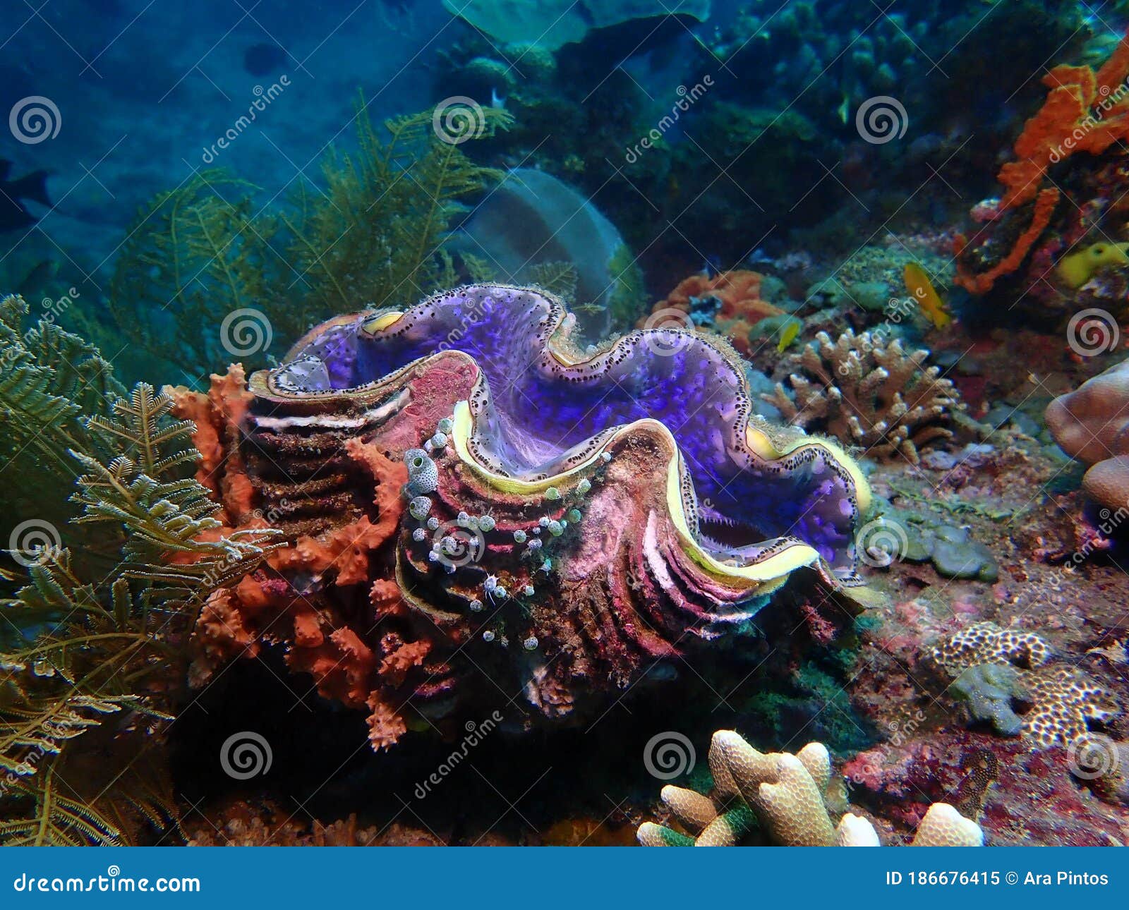giant clam ( tridacna gigas ) in colorful reef coral