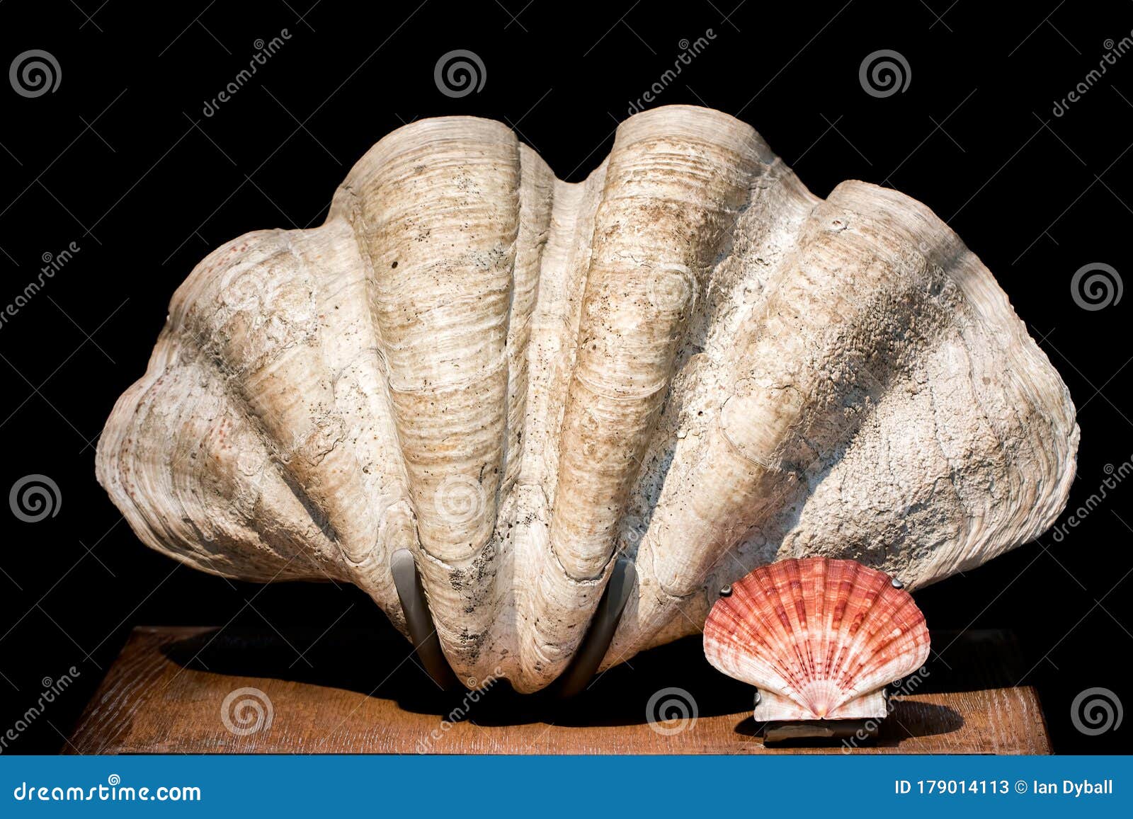 giant clam tridacna gigas bivalve mollusk and scallop shell specimens