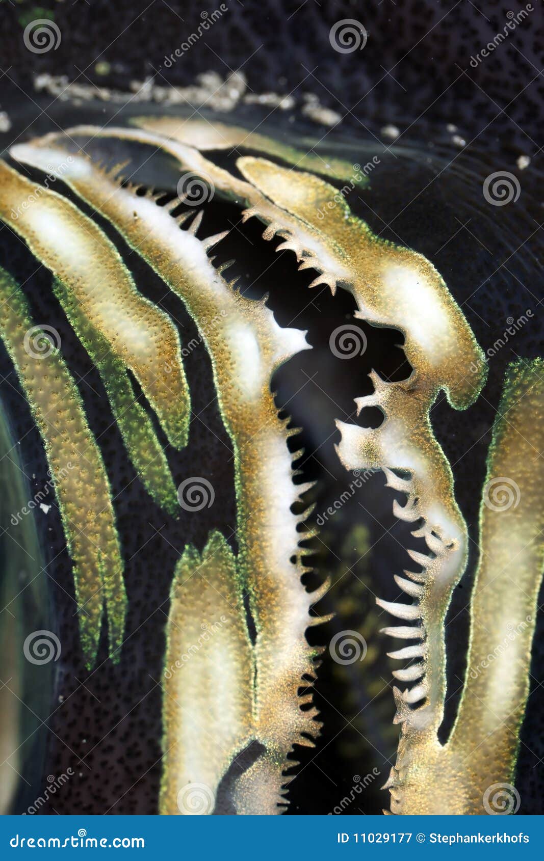 Giant clamp closeup. stock image. Image of depth, deep 11029177