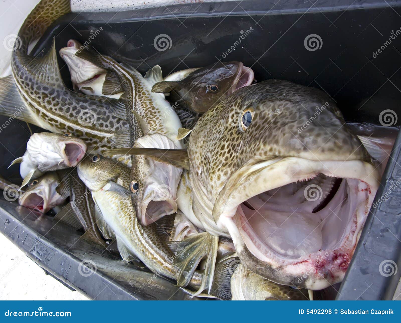 Giant Cod Head Royalty Free Stock Photos - Image: 5492298