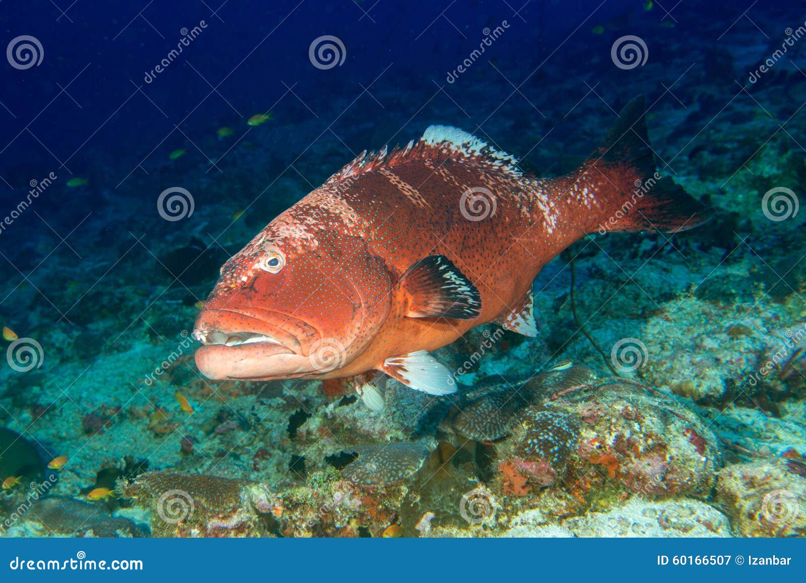 Giant Colorful Grouper Isolated on Ocean Stock Image - Image of water ...